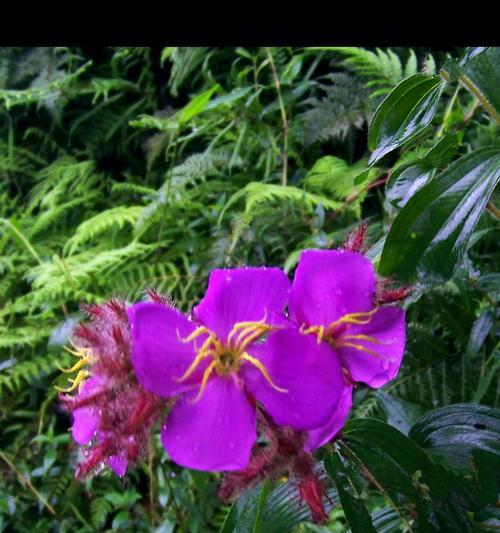 花花，友情的象征（用花花演绎真挚友谊）