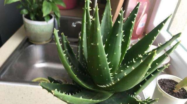 芦荟喜欢阳光还是阴凉（破解芦荟养护之道）