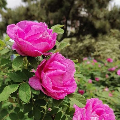 友谊之花（探索友情的花海）