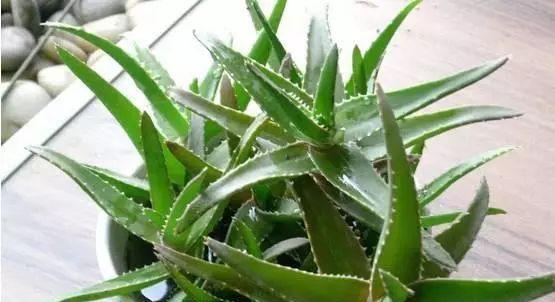 芦荟的喜水特性及其生长环境需求（探究芦荟的生长环境特点及其对水分的需求）