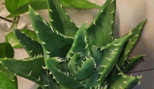 芦荟的喜水特性及其生长环境需求（探究芦荟的生长环境特点及其对水分的需求）