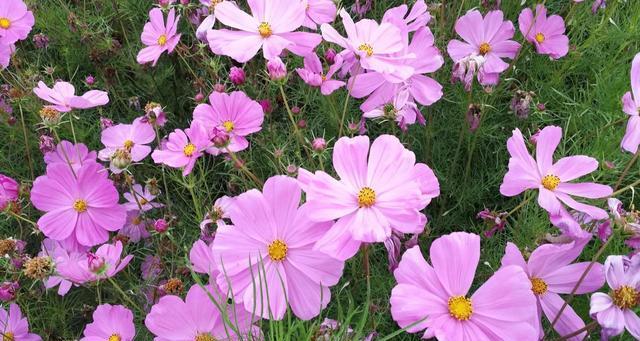 以代表友谊的花为主题的文章（友谊花的种类与象征意义）