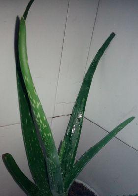 芦荟喜阳还是喜阴（探究芦荟的光照需求及生长习性）