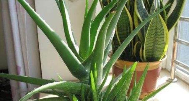 芦荟夏季浇水注意事项（科学浇水）