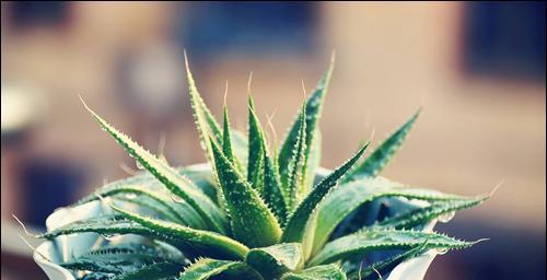 芦荟夏季浇水注意事项（科学浇水）