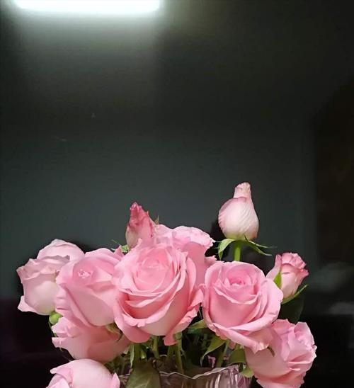 戴安娜玫瑰花语（透视玫瑰花语中的情感与美好）