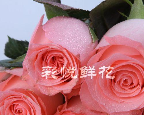 戴安娜玫瑰的神秘寓意（揭开戴安娜玫瑰背后的故事）