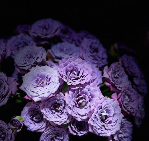 淡紫色玫瑰的花语（神秘紫色的花海）