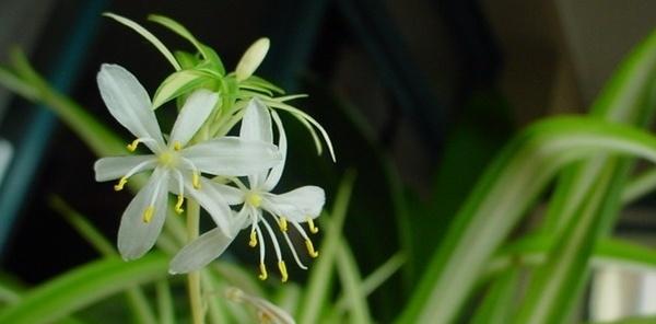 吊兰的花语（揭示吊兰的花语及寓意）