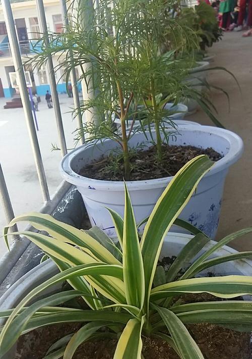吊兰花的花语（吊兰花的美丽与意义）