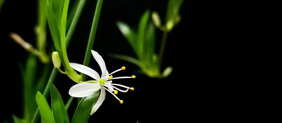 吊兰开花的寓意（美丽绽放的希望之花）