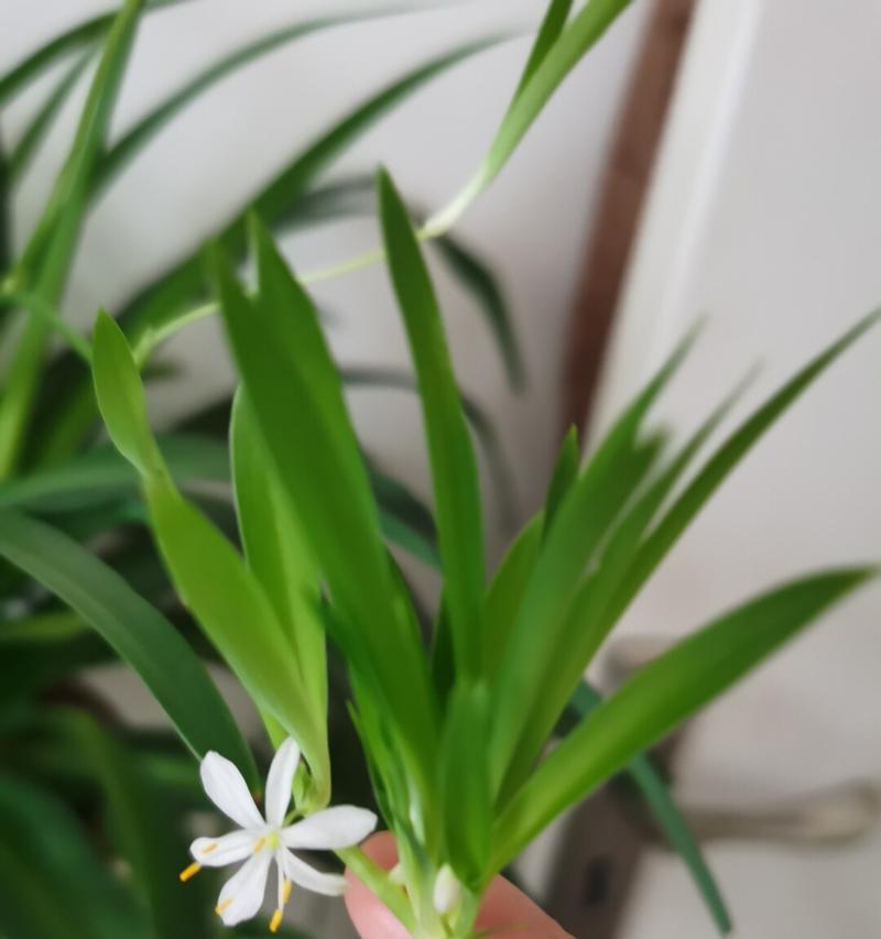 吊兰开花的寓意（美丽绽放的希望之花）
