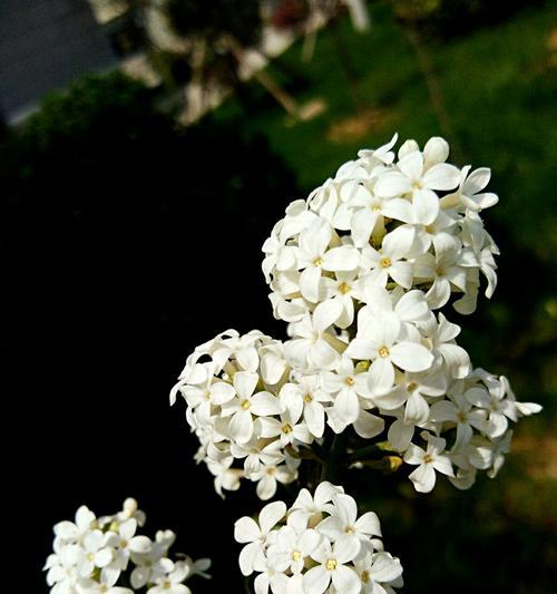 丁香花语（深情厚意）