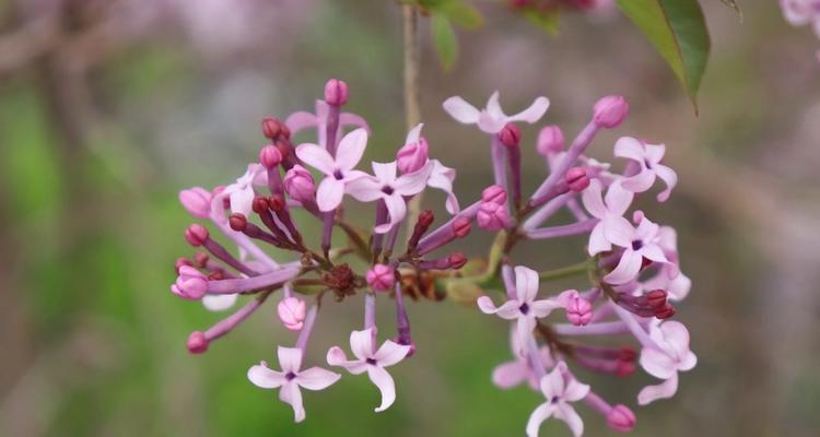 丁香花的花语（表达深情的花语和寓意）