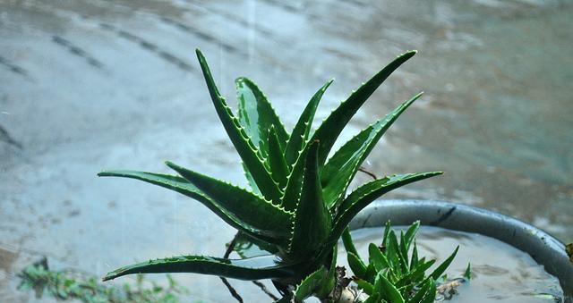芦荟栽种与养护（从选苗到收成）