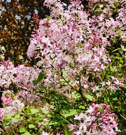 丁香花的花语与意义（揭秘丁香花的神秘花语）