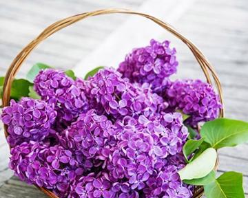 丁香花的花语与象征意义（探索丁香花的神秘之处）