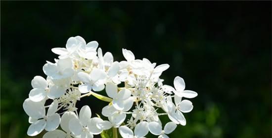 丁香花的花语与象征意义（探索丁香花的神秘之处）