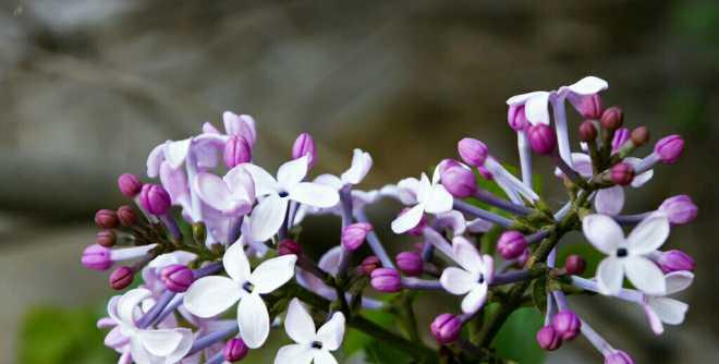 丁香花的花语与象征意义（探索丁香花的神秘之处）