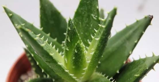 芦荟的冬季管理（如何让芦荟在冬天过得更好）