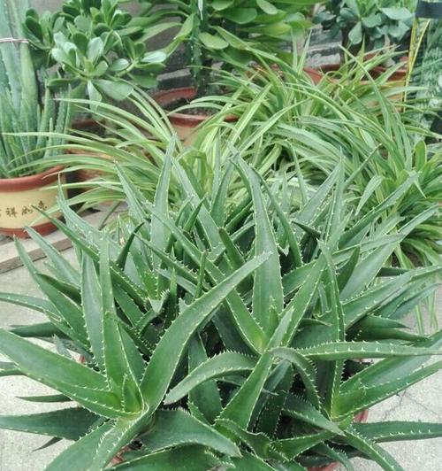 芦荟的冬季管理（如何让芦荟在冬天过得更好）