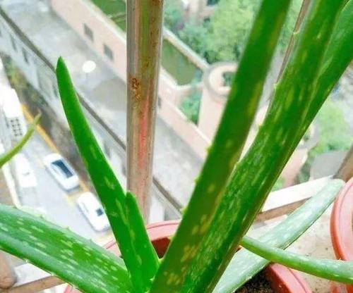 如何正确地换盆换土芦荟（芦荟的生长与换盆换土技巧）