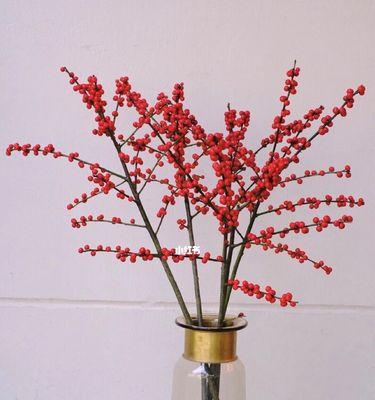 冬青树（探寻冬青树花语）