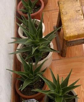 芦荟水培养殖方法详解（营养丰富、种植简单）
