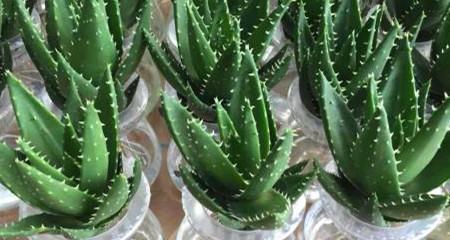 芦荟水培养殖方法详解（营养丰富、种植简单）