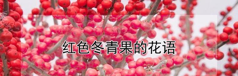 冬青树（探寻冬青树花语）