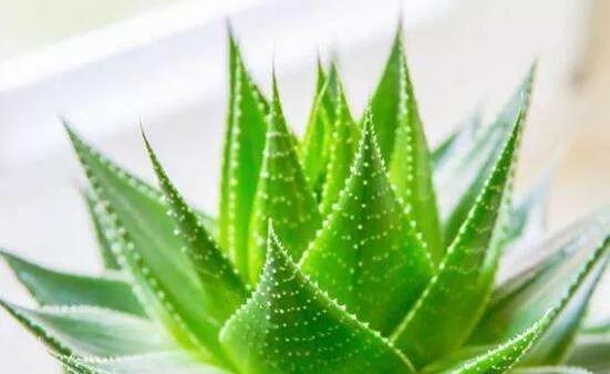 不夜城芦荟修剪技巧（打造美丽健康的芦荟植物）