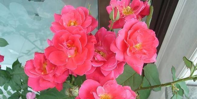 冬日花开，盛放美丽寒冬的希望（寒冬中的花朵）