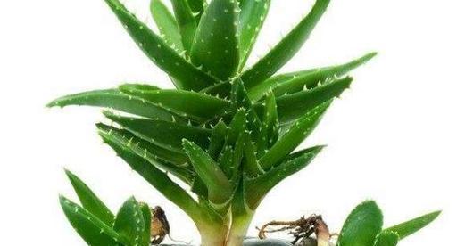 如何养好芦荟（芦荟养护指南）