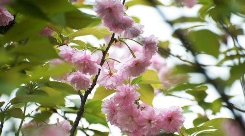 樱花（探寻以冬樱花）