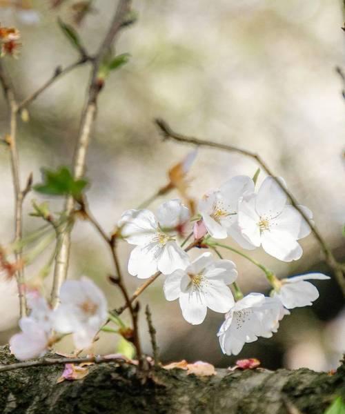 樱花（探寻以冬樱花）
