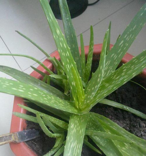 打造芦荟绿色家园（怎样科学养护芦荟）