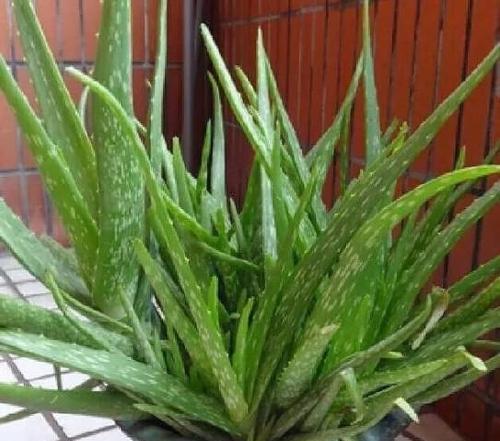 家庭种植芦荟的全指南（掌握芦荟养殖技巧让你的芦荟生长得更好）