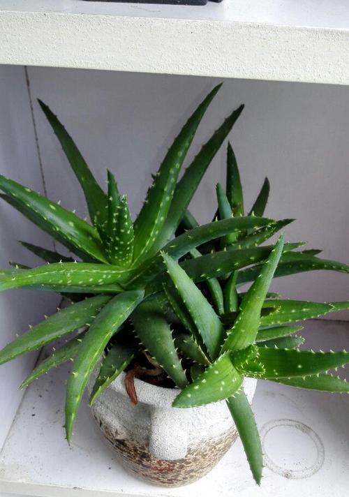 如何养好看的芦荟（教你打造芦荟的养护技巧）