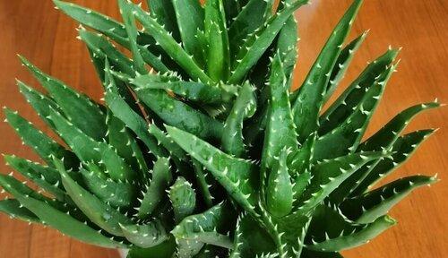 芦荟种植全攻略（从时间到方法）