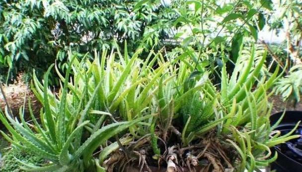 芦荟种植全攻略（从时间到方法）