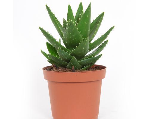 种芦荟，用大盆还是小盆更好（芦荟种植的盆栽选择）