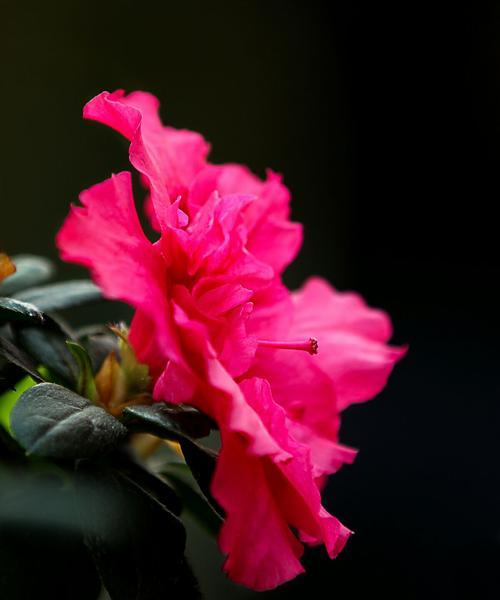 杜鹃花的花语与寓意（深情浪漫的杜鹃花）