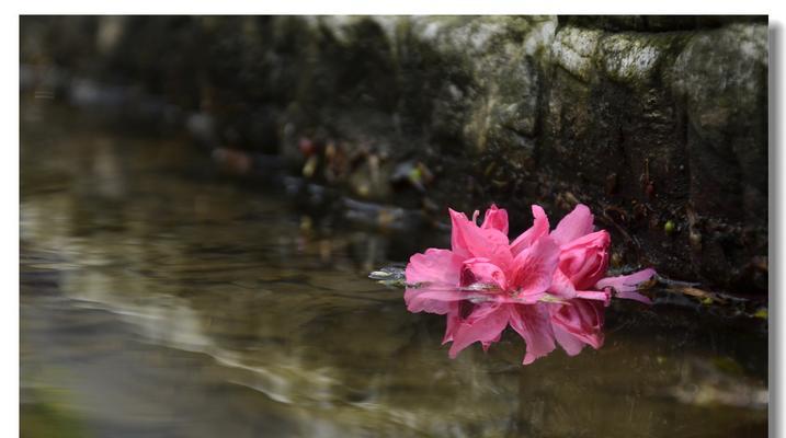 杜鹃花的寓意与象征——揭示自由、变革与美丽的奇迹（以杜鹃花为代表的自然之美与生命之旅）