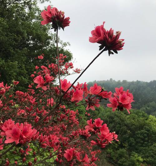 杜鹃花的寓意与象征——揭示自由、变革与美丽的奇迹（以杜鹃花为代表的自然之美与生命之旅）