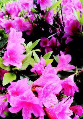 杜鹃花的寓意与象征——揭示自由、变革与美丽的奇迹（以杜鹃花为代表的自然之美与生命之旅）
