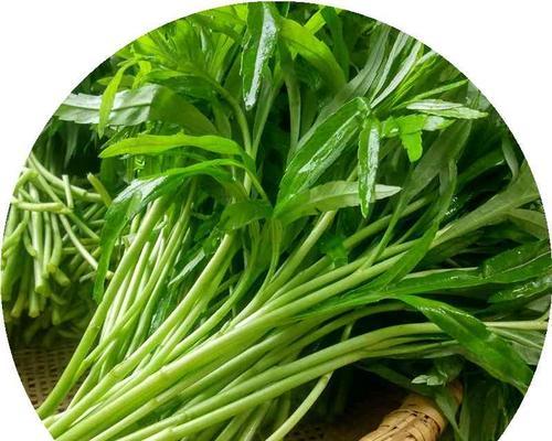 芦蒿采摘时间和收获季节详解（春季采摘才是正解）