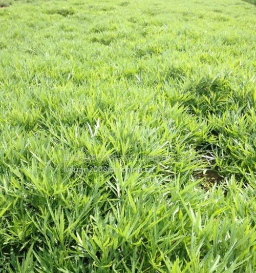 芦蒿种植全攻略