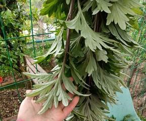 端午节挂艾草的寓意与传统习俗（揭秘端午节习俗中的艾草之谜）