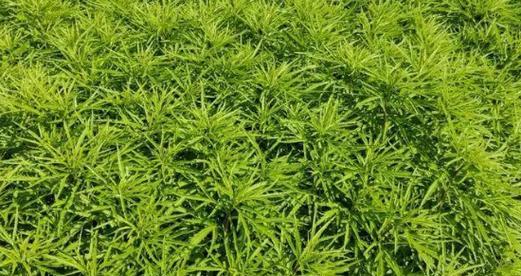 芦蒿生长的环境与习性（寻找芦蒿的“落脚点”）