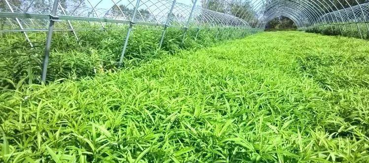 芦蒿种植的最佳时机（掌握芦蒿种植的时间关键点）